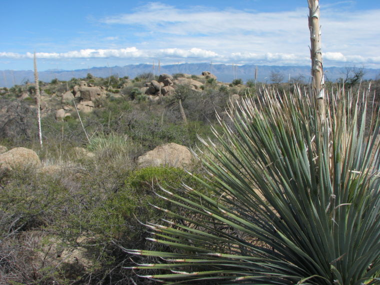 Oracle State Park
